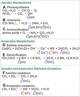 An assumption of in situ resource utilization for “bio-bricks” in space exploration